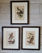 3 Antique Chromolithograph Owls. "Birds of Pennsylvania" by B.H. Warren