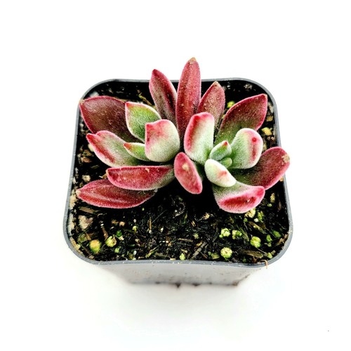 Echeveria 'Devotion' Succulent - 2" Live Plant - Easy Care Cactus for Decor