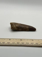 Tyrannosaurus T REX 3” African Carcharodontosaurus REAL FOSSIL CS 124