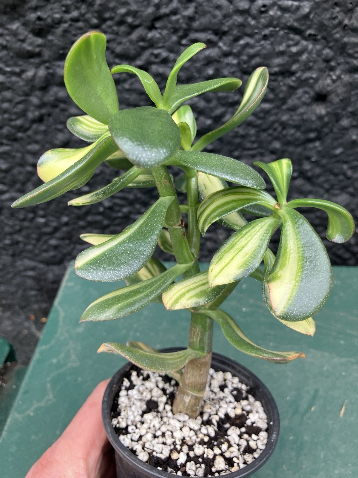 Picture 10 of 20