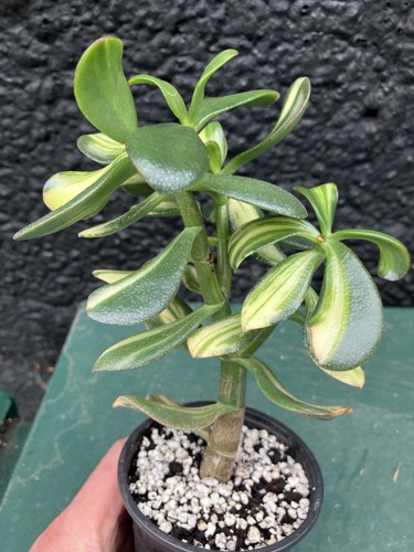XL Crassula Ovata Mikaeri Bijin Return of Beauty Variegated Succulent Plant #7 - Picture 10 of 20