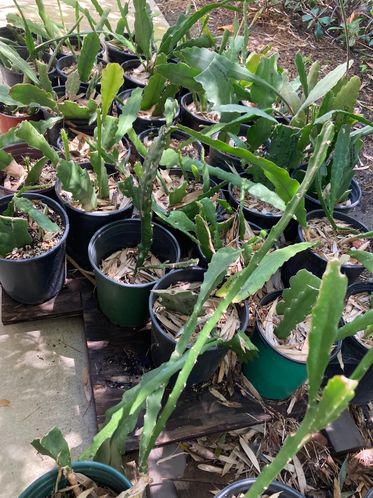 selling-collection-epiphyllum-orchid-cactus-3-rooted-cuttings-matthew