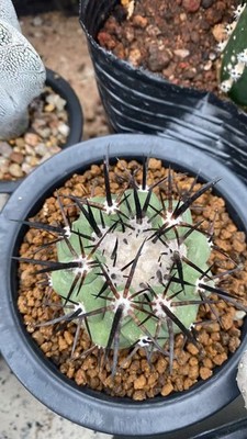 1pc 6-8cm  Copiapoa columna-alba  Old ball flavor  WYSIWYG 1pc 6-8cm