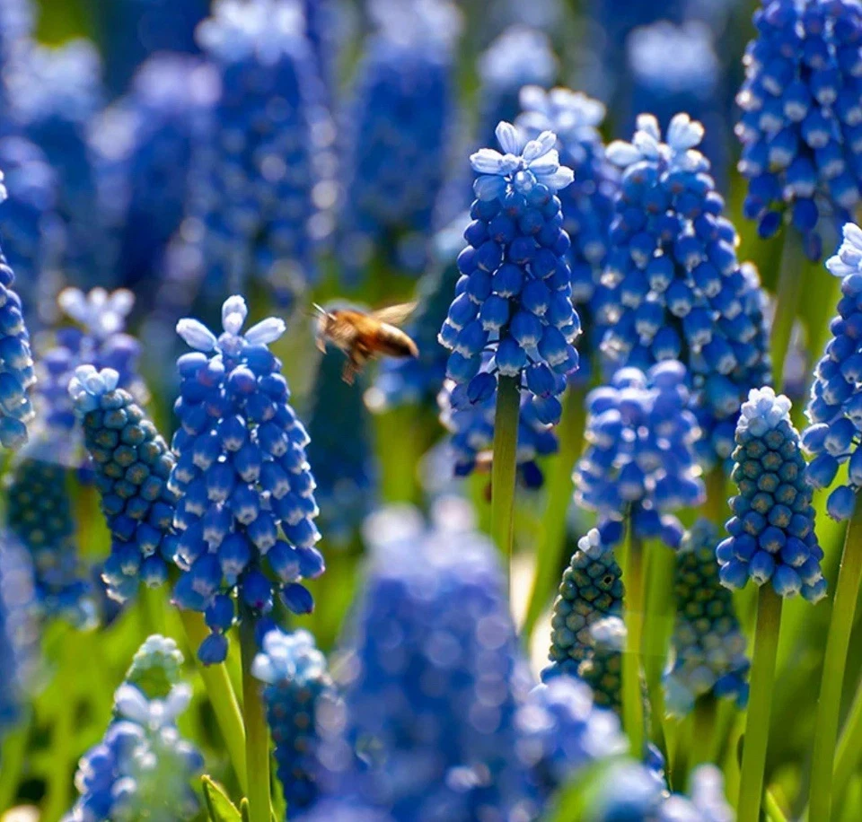 10 Blue Grape Hyacinth Super - Image 3 of 3