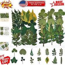 Artisan-Quality Dried Pressed Leaves Collection - 42 PCS for Unique Creations