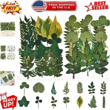 Artisan-Quality Dried Pressed Leaves Collection - 42 PCS for Unique Creations