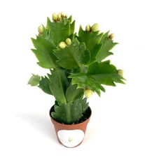 White Christmas Cactus Schlumbergera Colorful Flowers, 2" Pot