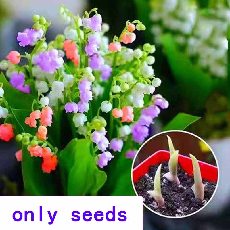 aglaonema auspicious red 6" Aglaonema Lucky Red  ShopTansy