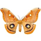 Antheraea polyphemus Female saturn moth Usa Unmounted/Wings Closed