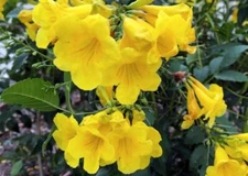 Esperanza |Tecoma stans | Yellow Bells | Trumpet Flower | 60+_Seeds