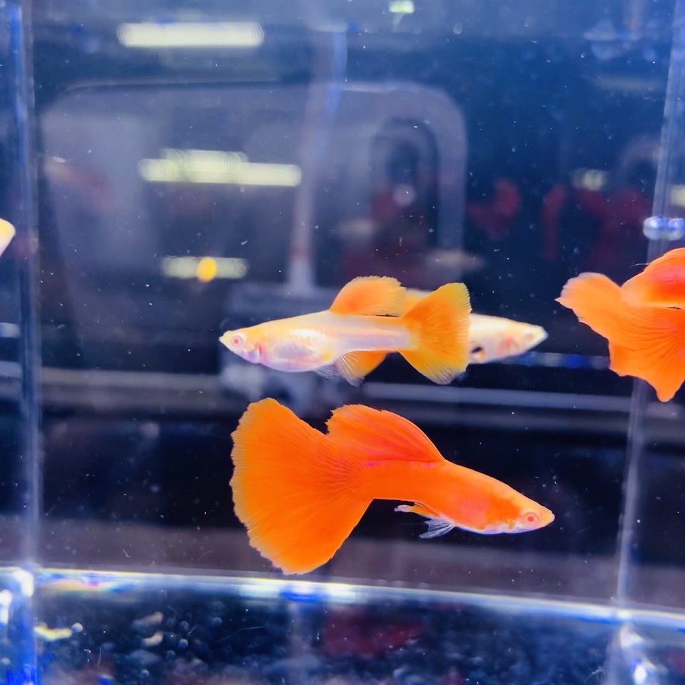 3 Pair Live Guppy FishAbino Full Red BDShigh Quality Fish USA Seller
