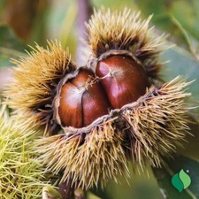 2 Chinese Chestnut Trees 2ft Tall Now Ready To Plant Live Trees