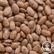 37 Pinto Beans for planting.