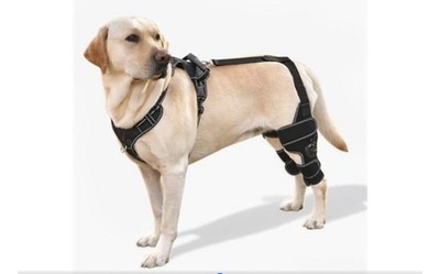 FurWell Dog Knee Brace Support ACL & CCL Tear Mobility Aid bothRear Legs M 242