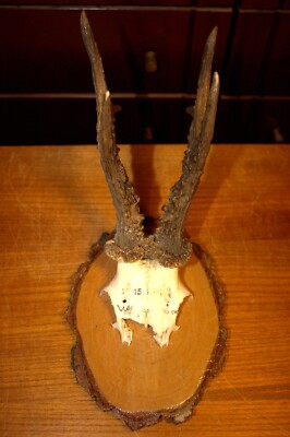 #ad #ad ANTIQUE ROE EUROPEAN DEER ANTLERS HUNTING HUNTER TROPHY TAXIDERMY GERMANY GIFT $79.00