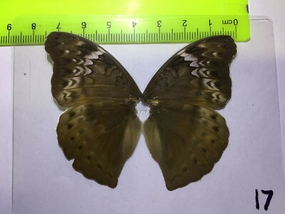 UAB 17 A+/ A  Cymothoe  FEMALE  CLOSE OUT SALE