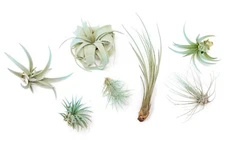 Light Blue Tillandsia Air Plants - Color Enhanced Easy Care Indoor/Outdoor