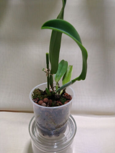 Rare  Catt. Santa Barbara Orchid ( FS) division + New  growth,  established - 第 1/10 張圖片