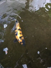 13 In Hi Utsuri Red Dragon Koi