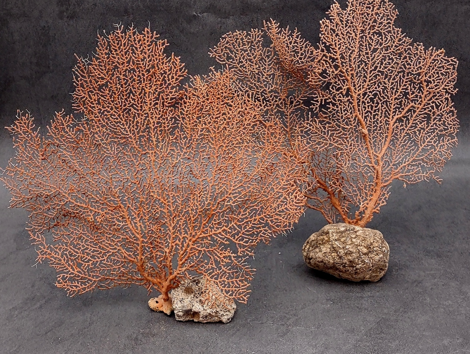 Red Orange Sea Fan Coral Echinogorgia SP (1 fan approx. 7-9+ inches)