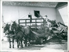 1958 Photo Threshing At William Herring Farm, Burton Township Oh Agriculture 7X9