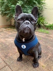 good frenchie harness