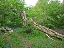 Photo 6x4 Downy Birch, Priory Park Reigate This Downy Birch (Betula pubes c2009