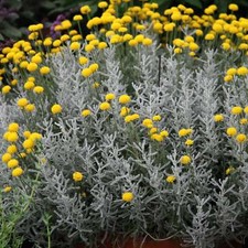 Santolina Chamaecyparissus Cotton Lavender Shrub Plant Yellow Flower 2L Pot