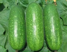 20 Organic Hairy skin gourd seeds Fuzzy melon Wax gourd Hairy melon Mokwa USA