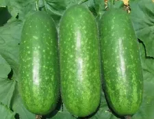 20+ Organic Hairy skin gourd seeds Fuzzy melon Wax gourd Hairy melon Mokwa USA