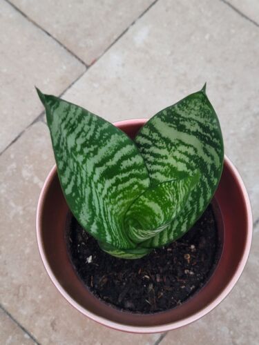 Snake Plant Birds Nest Starlight Dwarf Hahnii (Sansevieria) Indoor Outdoor