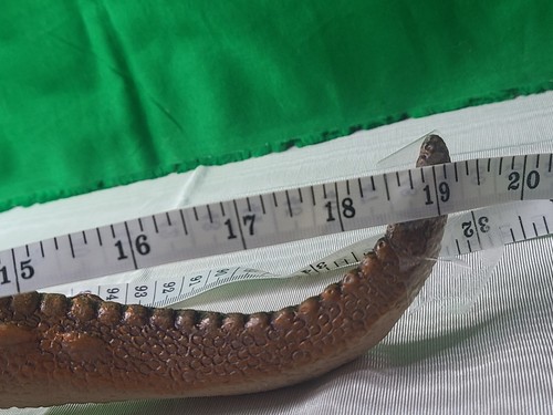 T-Rex Toy Major Trading 2005 Tyrannosaurus Rex Dinosaur used 19 inch Great Cond - Picture 12 of 13