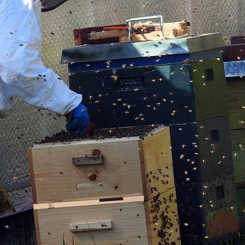 Bienenstock Eingangsreduzierer Holz 4-teilig Imkerei Werkzeug und Ausrüstung - Bild 4 von 12