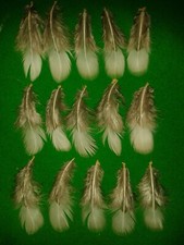 LADY AMHERST PHEASANT Ornamental Game Bird Art Craft FISHING FEATHERS Taxidermy