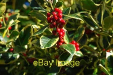 Photo 6x4 Aeron Celyn - Holly Berries Chwilog After a wet summer most of  c2007