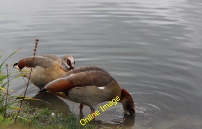 Photo 6x4 Egyptian Geese, London  Wetland Centre, Barnes, London  c2012