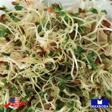 3200 Alfalfa Fresh Seeds Organic Sprouting Non-GMO Heirloom