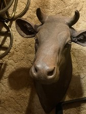 Life Size Steer Head , It s Big .