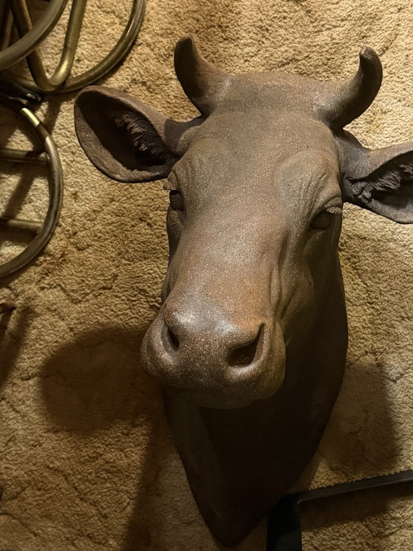 Life Size Steer Head , It’s Big .