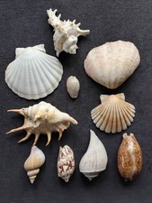 Muschel - Sammlung viele verschiedene