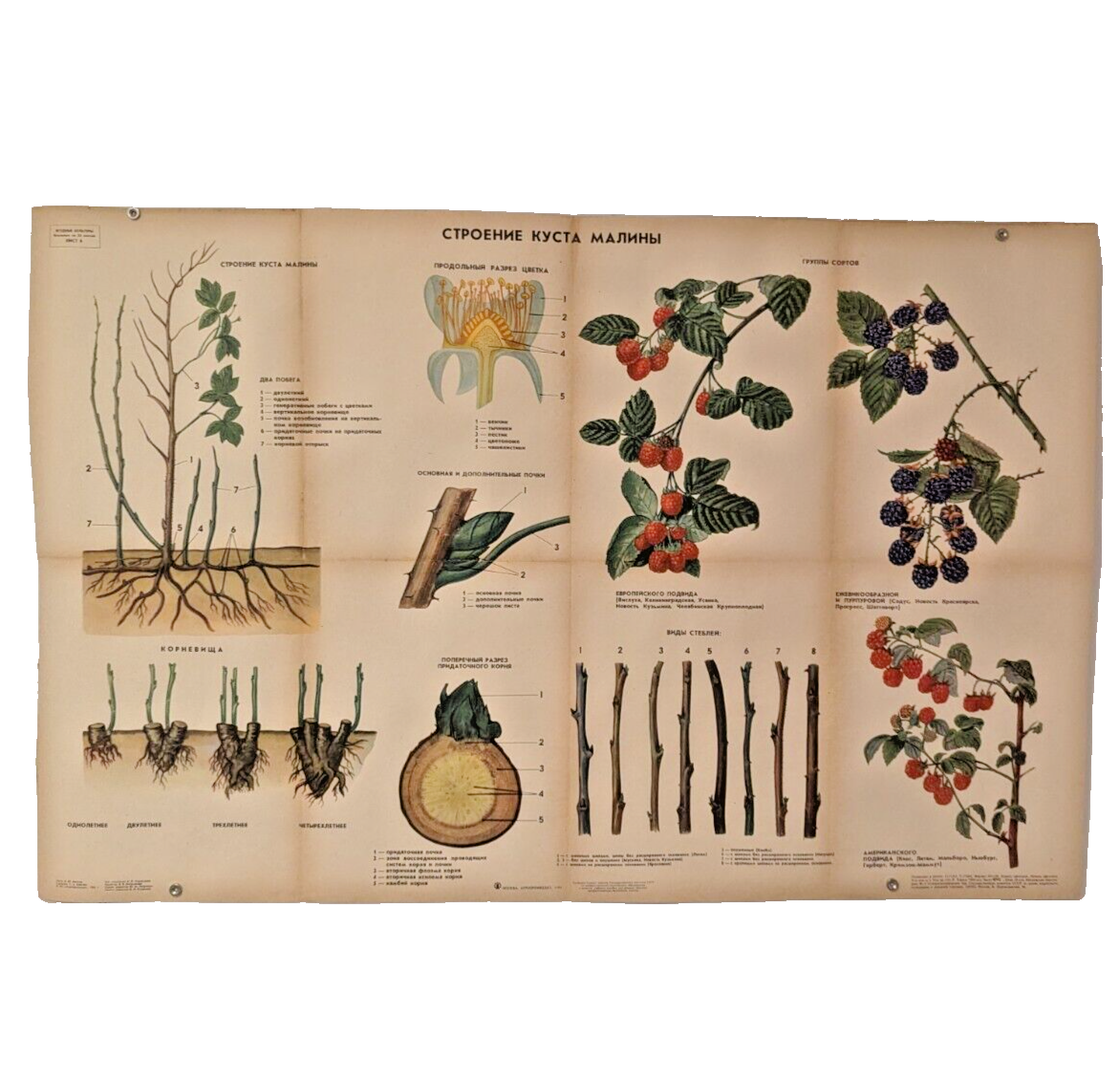 🌻 Plant Vintage Poster 1985 🌿 Soviet Boho Style 🌳 creating a raspberry bush