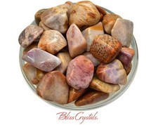 1 Large FOSSIL CORAL Agate Tumbled Stone AC01