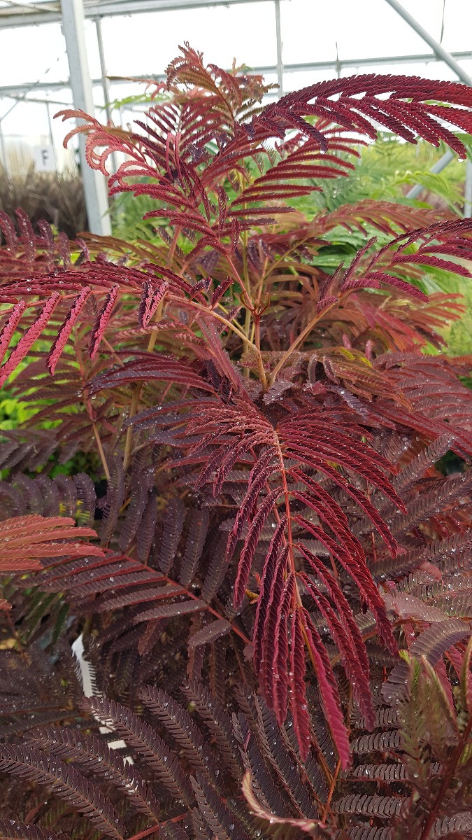 Albizia julibrissin Summer Chocolate pour créer un coin d'ombre pourpre sur la terrasse