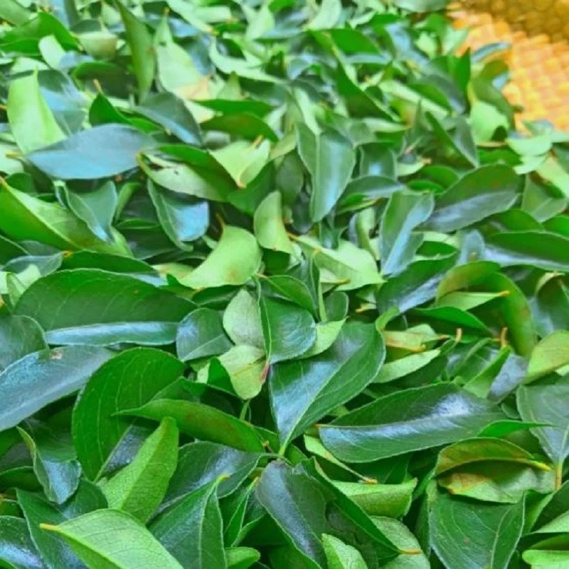Dried Curry Leaves Powder (Murraya Koenicll) Leaf 100% Organic Ceylon Spices Tea - Image 2 of 4