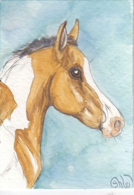 ACEO original Watercolor Art Card HORSE buckskin Tobiano pinto Filly foal