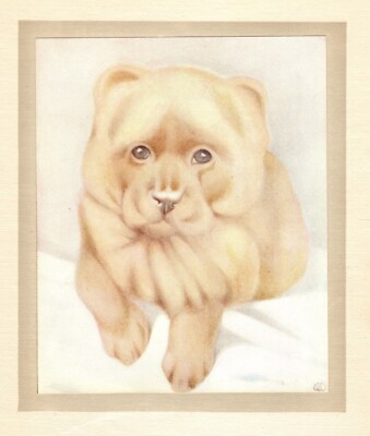 Antique Chow Chow Print c1915 E J Detmold Chow Dog Art Illustration 5156n