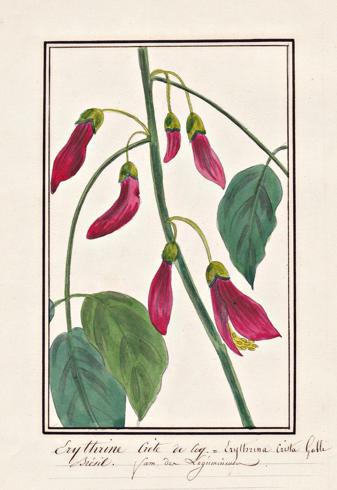 Coral Tree Flor Botánica Acuarela Dibujo 1830