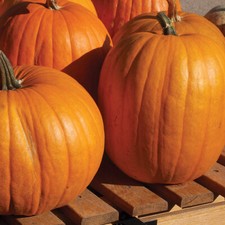 Connecticut Field Pumpkin Seeds 15 Ct Orange Curcurbita Pepo Vegetable Heirloom