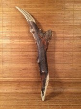 Beautiful 20" DRIFTWOOD Piece Terrarium Taxidermy Aquarium Beach Wood DECOR