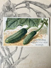 Chromo Label Antique Vegetable Vilmorin Cucumber Paris Horticulture Catalog